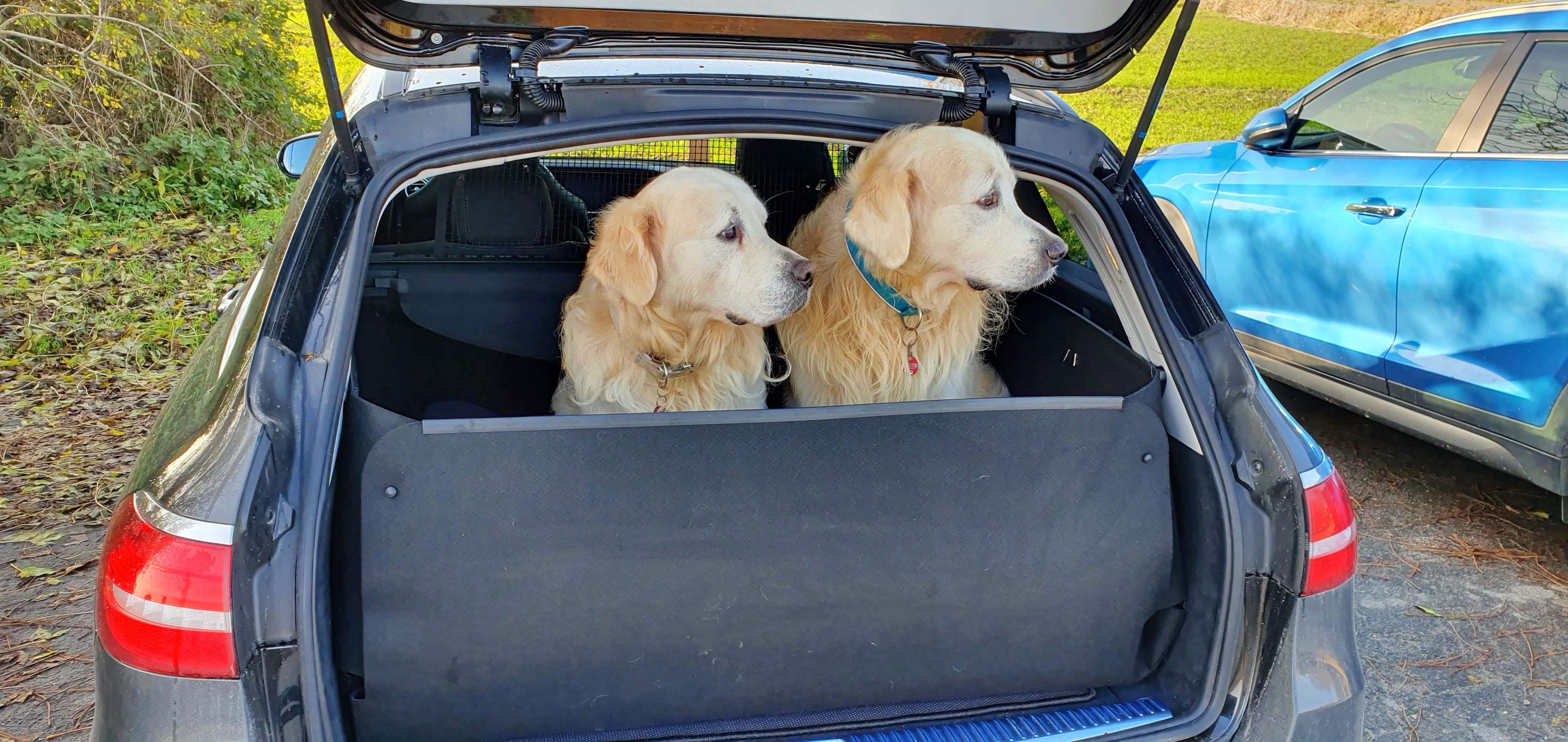 In diesem Kofferraumschutz fühlen sich auch zwei Hunde pudelwohl. 